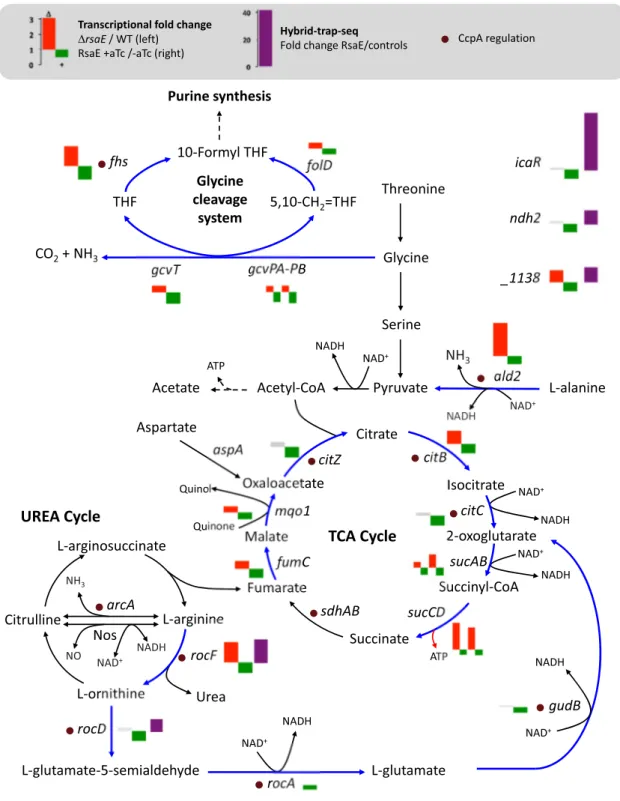 Figure 7. Metabolic pathways associated with RsaE regulations. RsaE downregulates mRNAs (blue arrows) associated with the glycine cleavage system, the TCA cycle, the urea cycle and amino acid metabolisms
