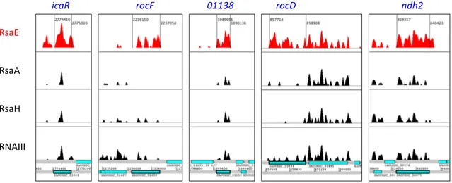 Figure 1. Examples of regions with RsaE-dependent read enrichment. Artemis genome viewer windows showing read density profiles of RsaE-trapped RNAs obtained with Hybrid-trap-seq (Table 1) and found significantly modulated in at least one of the two transcr