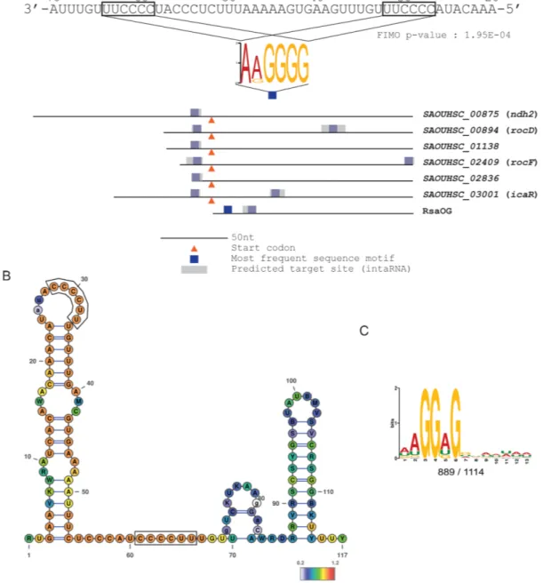 Figure 2. Search of putative RsaE binding motifs. A) MEME (39) sequence motif found in RsaE Hybrid-trap seq targets (Table 2) shown as a colored logo.