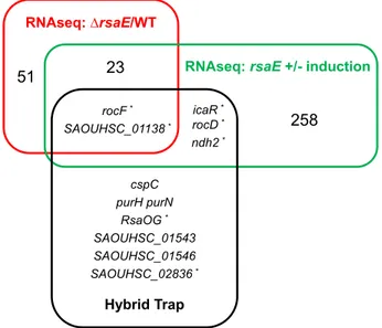 Figure 3. Combining experiments to uncover RsaE-targets. Venn dia- dia-gram showing the overlap between different methods for prediction of putative RsaE targets: transcriptomic (  rsaE versus HG003, red;  rsaE pRsaE with versus without induction, green; t