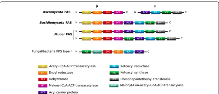 Fig. 5 Domain organization of FAS within the studied Mucor genomes in comparison to Ascomycota and Basidiomycota reported FAS organizations