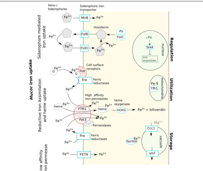 Fig. 6 Proposed mechanisms of iron uptake by Mucor spp. as well as elements used for iron regulation, utilization and storage