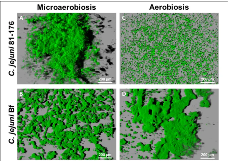 FIGURE 2 | Campylobacter jejuni biofilm architecture after IMARIS processing of CLSM images from top to bottom