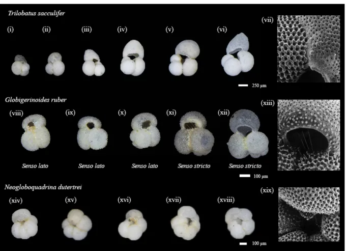 Figure 2. Representatives of species used within this study. Light microscope from core top location and scanning electron microscope (SEM) images used to highlight particular features were collected using plankton tows and plankton pumps from the Arabian 