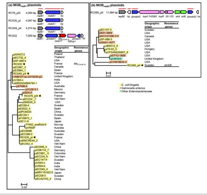 Fig. 1. Linear representations of the MOB rep  plasmids of our collection [8] and maximum-likelihood phylogenetic trees of all the MOB rep plasmids, including those from the NCBI database (see main text for details regarding their selection) reconstructed 