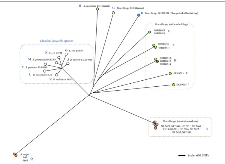 FIGURE 3 | Clustering of Brucella spp. and representative classical strains of this study by whole genome SNP calling and Bio-NJ analysis