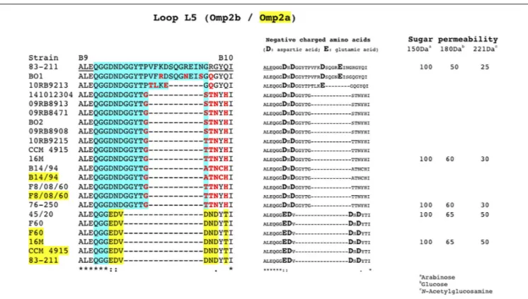 FIGURE 5 | Amino acid sequence alignment of the Omp2b and Omp2a L5 loops from representative strains of this study, showing the progressive loss of amino acids in accordance with the respective nucleotide sequence data shown in Figures 1–3