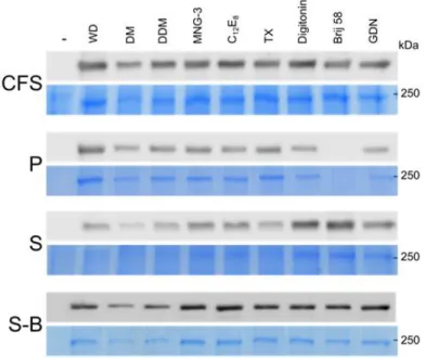 Figure  2:  Production  of  huNoV  190K  polyprotein  C1147A  mutant  by  wheat-germ  cell-free  expression system in presence of several detergents