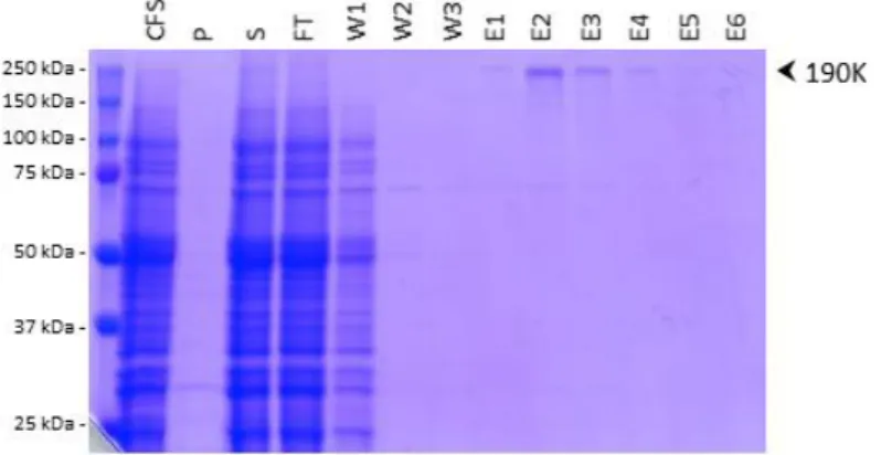 Figure 3: Purification of huNoV 190K polyprotein C1147A mutant by affinity chromatography