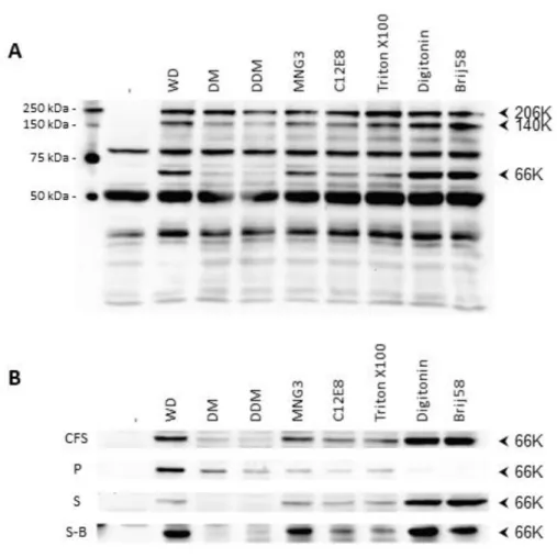 Figure  5:  Production  of  TYMV  66K  RNA  polymerase  using  wheat-germ  cell-free  expression  system in presence of several detergents