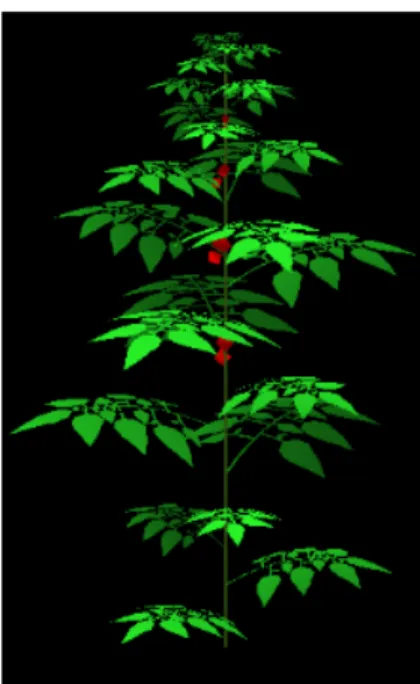 Figure 3. Three-D visualization of a tomato plant at 27 growth cycles