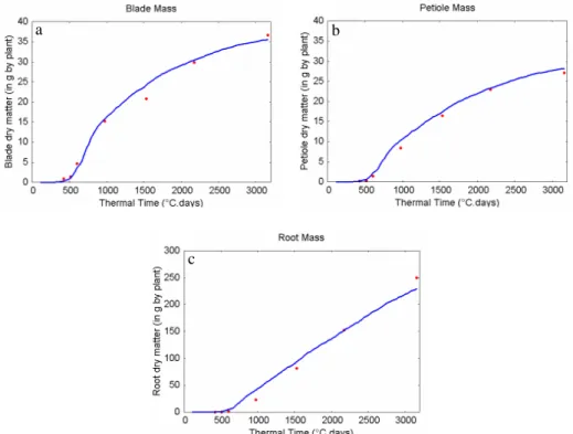 Fig. 8 Average plants at compartment level: experimental data (red dots) and simulated data (blues lines)  (a) Blade compartment dry mass (b) Petiole compartment dry mass and (c) Root dry mass as functions of 