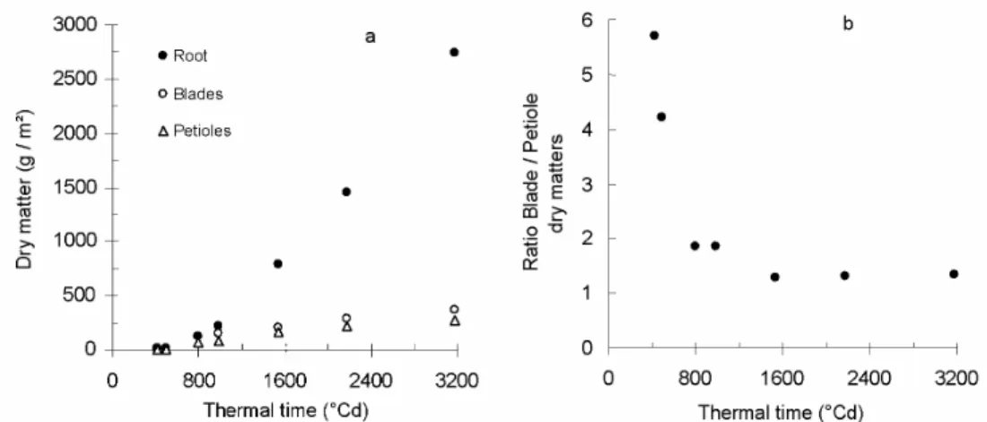 Fig. 2 Dry matter repartition between the different compartments against thermal time since emergence