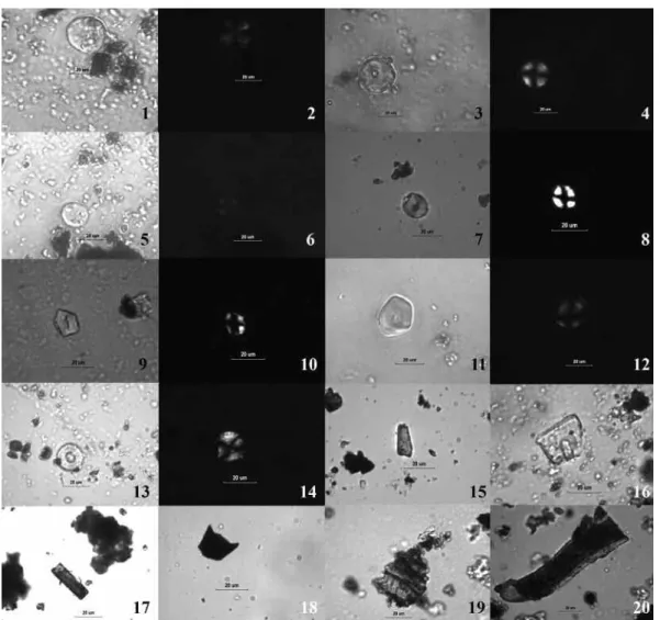 Figura 3. Microrrestos obtenidos del interior de las pipas estudiadas: (1–6) imágenes de granos de almidón atribuibles a Nicotiana sp