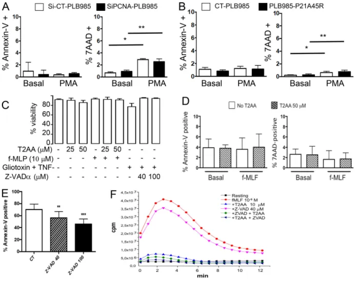 Figure S2. The decreased oxidative burst triggered by PCNA inhibition observed in differentiated PLB985 cells or in human neutrophils is not due to decreased viability
