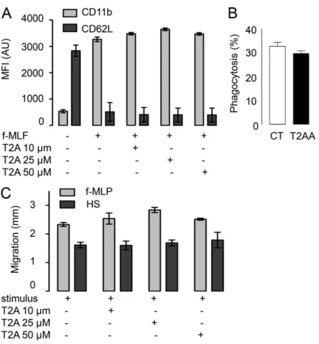 Figure S3. Effect of T2AA on degranulation, chemotaxis, and phagocytosis in isolated human neutrophils