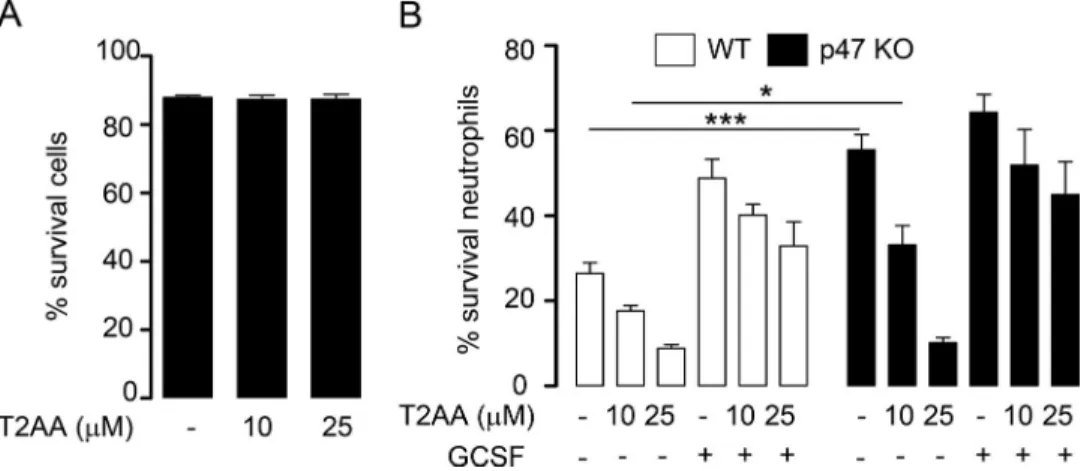 Figure S4. Effect of T2AA on neutrophil survival isolated from WT and p47phox −/− mice