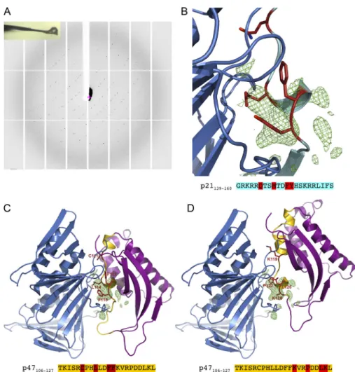 Figure 2. Electron density map of PCNA crystals associated with the p47phox-106-127 peptide and molecular modeling of the  com-plex PCNA-p47phox PX domain