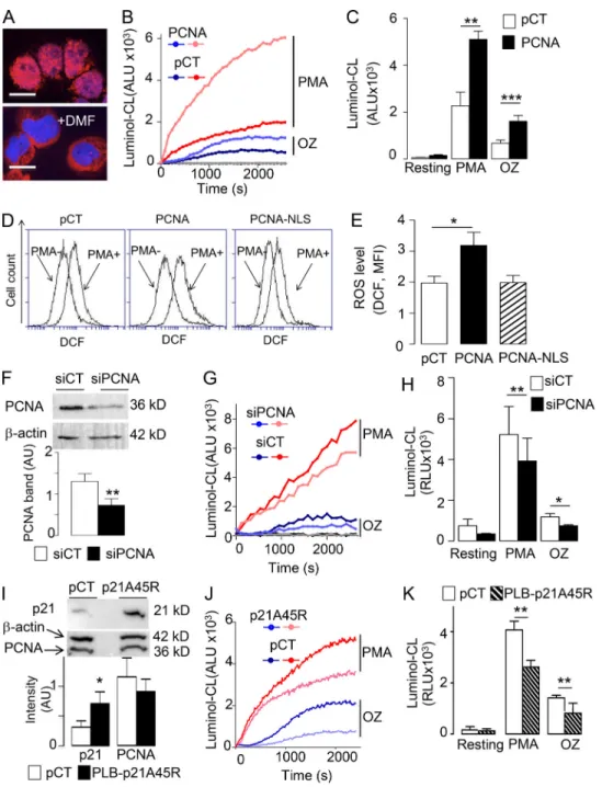 Figure 3. PCNA controls ROS production in differentiated PLB985 cells. (A) Representative experiment out of 10 showing the detection of cytosolic PCNA by immunofluorescence in DMF-differentiated PLB985 cells