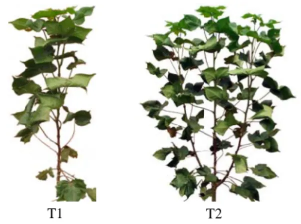 Figure 1. Two treatments on cotton plants. T1  is the single-stem cotton having no branches