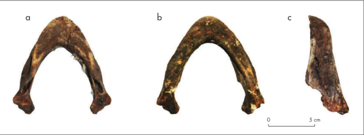 Figura 7. Mandíbula arqueológica proveniente de la capa c del sitio pml-5: a) vista superior; b) vista inferior; c) vista lateral