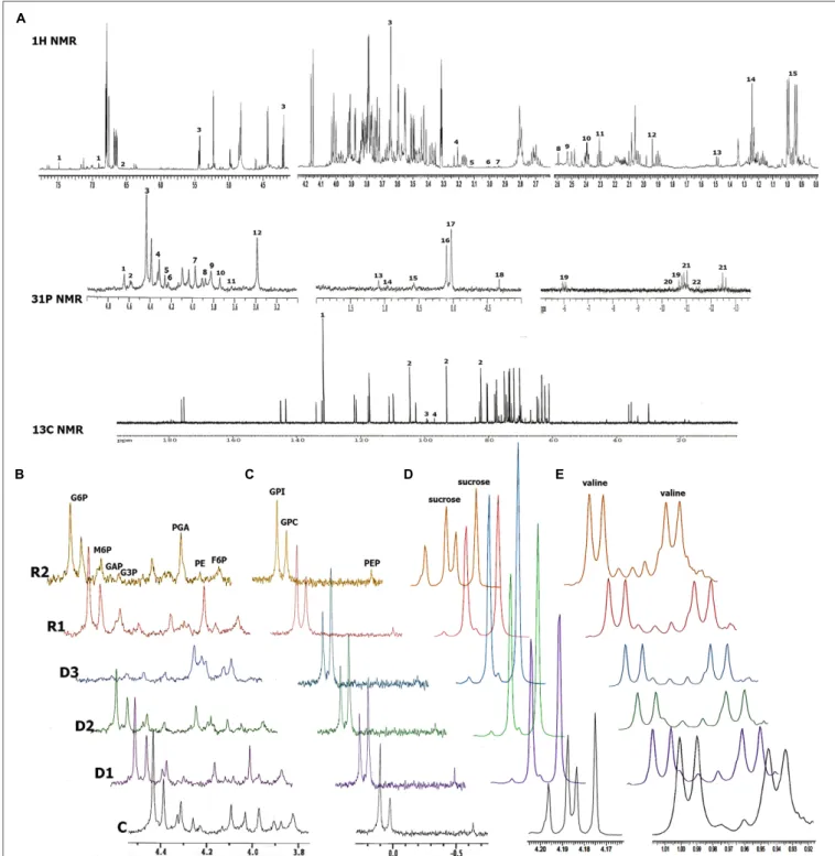 FIGURE 3 | NMR metabolic profiles of H. rhodopensis during selected states of desiccation and recovery
