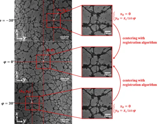 Fig. 5. 3D lensfree data of a culture of prostatic cells RWPE1 in Matrigel ® . 61 angles of view were acquired from -30 ◦ to 30 ◦ with an angular pitch of 1 ◦ around the x axis.