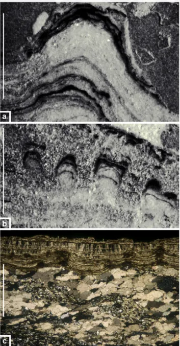 Fig. 9. Parietal carbonated crust trapping soot ﬁ lms, Balma de la Margineda, layer C9.