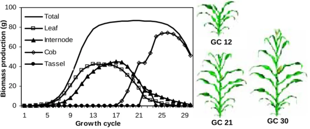 Figure 2. Modelled biomass production and partitioning at each cycle and 3D plant geometry  at three stages (Guo et al