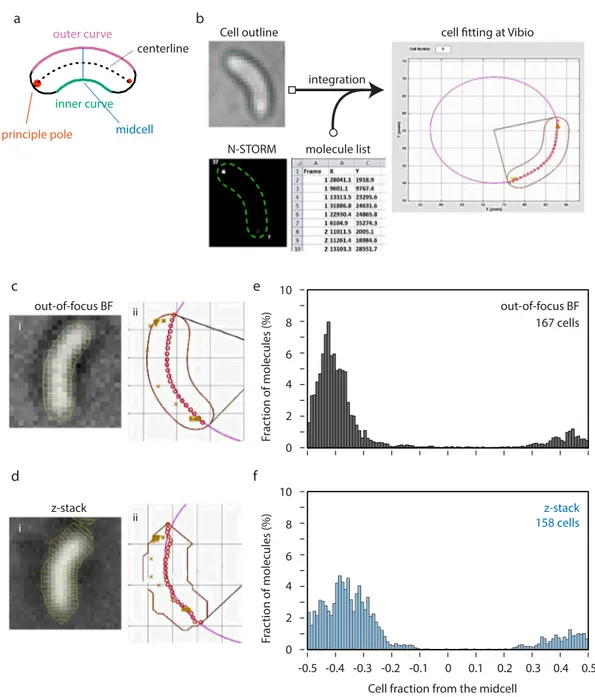 Figure 2.  Vibio, high-throughput quantitative PALM molecule localization analysis pipeline