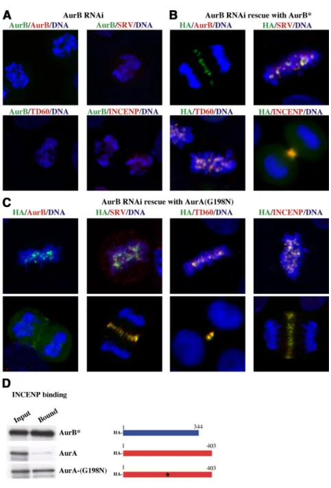 Figure 2. Effect of expression of AurA-G198N on passenger protein distribution in cells  de-pleted of AurB