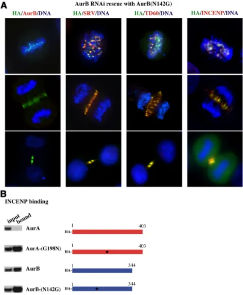 Figure 3. Effect of expression of AurB-N142G on passenger protein distribution in cells  de-pleted of AurB