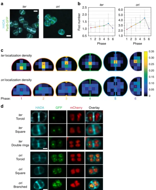 Fig. 6 Distribution and choreography of ter and oriC loci of chromosome 1. a Images of D