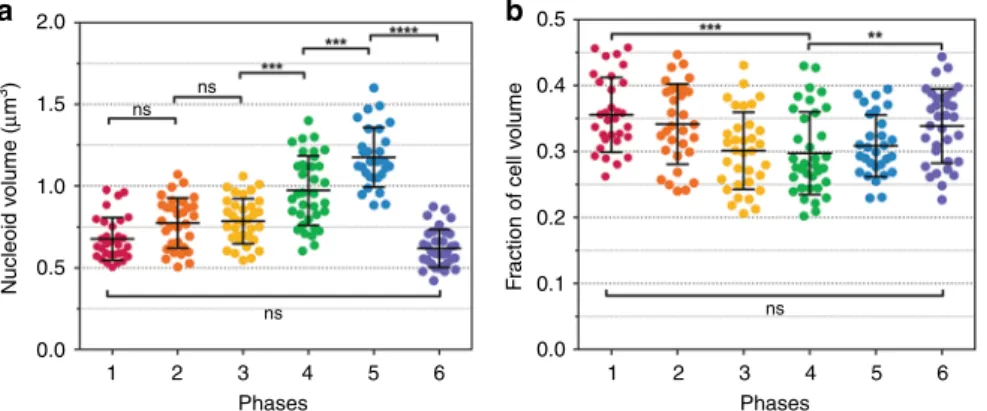 Fig. 4 Nucleoid compaction as a function of D. radiodurans cell cycle. a Changes in nucleoid volume as cells progress through their cell cycle