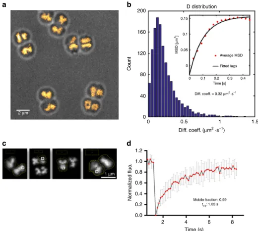 Fig. 5 Nucleoid and HU dynamics in live D. radiodurans. a Reconstructed PALM image of HU-PAmCherry-expressing cells (stack of 15,000 frames with 50 ms frametime and acquired with constant 1 kW cm −2 561 nm laser and increasing 405 nm laser power)