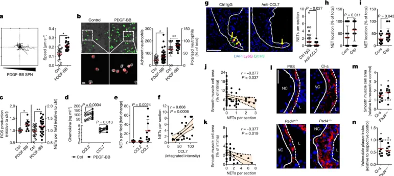 Fig. 2 | Activated smooth muscle cells trigger NETosis promoting  atherosclerotic plaque vulnerability