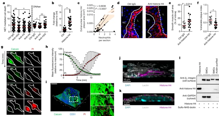 Fig. 4 | Membrane-pore-forming activity of histone H4. a, Atomic force  microscopy images of reconstituted membrane lipid bilayers incubated  with recombinant histone H4