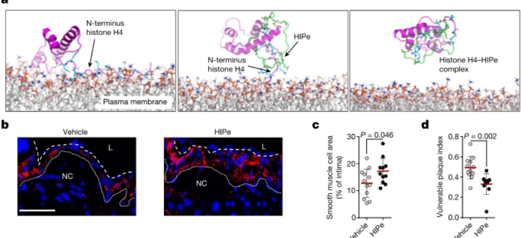 Fig. 5 | Therapeutic disruption of the histone H4–plasma membrane  interaction stabilizes atherosclerotic lesions