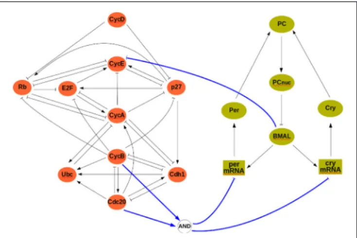 FIGURE 3 | The interconnected mammalian cell cycle (Left, adapted from Fauré et al., 2006) and clock (Right, adapted from Comet et al., 2012).