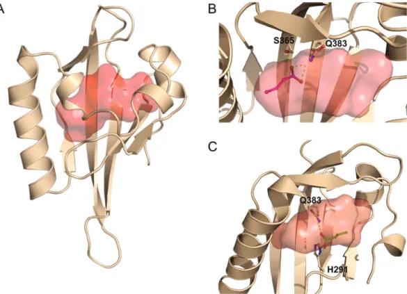 Figure 8.  Modelling of butyrate binding to the ligand-binding pocket of human AhR. (A) Model of PAS-B  domain of human AhR represented in cartoon coloured in wheat, the central cavity is represented as a red  surface