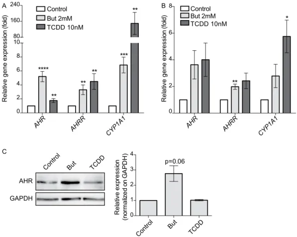 Figure 3.  Butyrate activates the expression of AhR-regulated genes. The expression of AhR-regulated genes: 