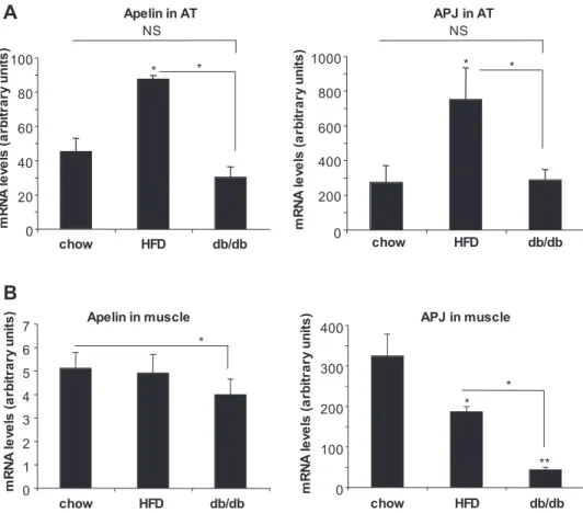 Fig. 2. Expression of apelin and apelin recep- recep-tor (APJ) in fed conditions in adipose tissue (AT; A) and skeletal muscle (B) of chow-, HF-fed, and db/db mice