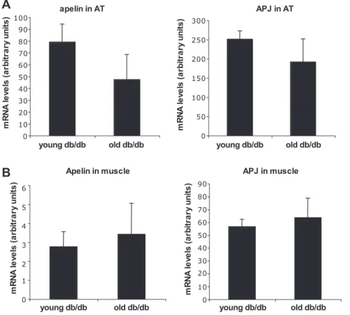 Fig. 3. Expression of apelin and APJ in fed conditions in AT (A) and skeletal muscle (B) of younger db/db mice