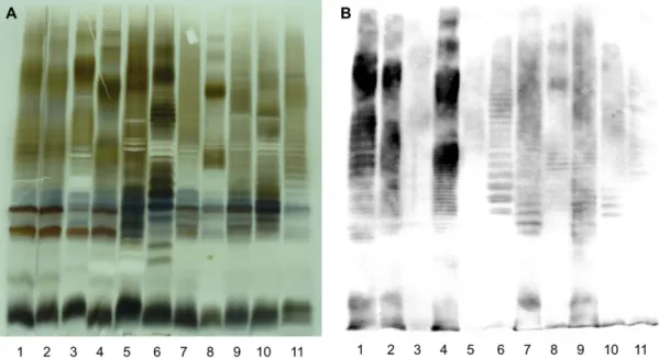 Figure 4.  Electrophoretic lipopolysaccharide (LPS) profiles produced by the amphibian Brucella sp