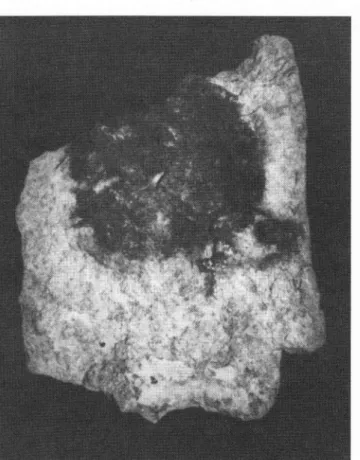 Figure  1.  Limestone  slab  lrom  the  Blanchard  Cave  at Saint-Marcel  (ndre),  discovered  by  J