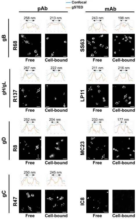 Fig 4. Distribution of glycoproteins on cell-free on cell-bound viral particles. Representative noise-filtered gSTED images of glycoprotein distribution on the surface of free or HFFF-bound viral particles for all available antibodies (see S3 Fig)