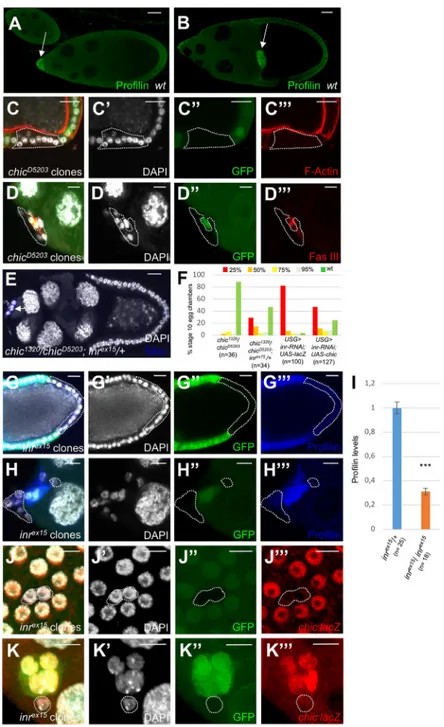 Fig. 5. The Insulin pathway controls the levels of Profilin in follicle and border cells