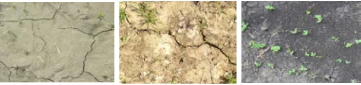 Figure 1 Examples of open soil surface  transformation for Dark-gray forest soil (left),  Soddy podzolic soil (center), and Podzolized  chernozem (right) 