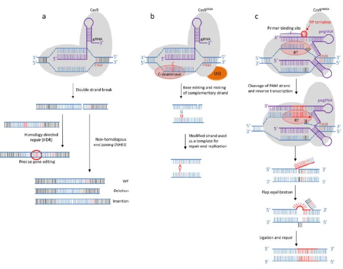 Figure 3: CRISPR-Cas9-mediated genome editing A) DNA double-strand break repair (DSB)