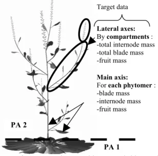 Figure   1.  Plant   architecture   (with   PAs)  and target measurements to fit the model
